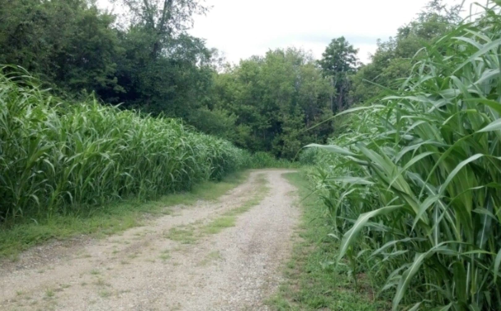 Egyptian Wheat Seeds for Planting – Can Grow to 10 Feet Tall – Grow Chicken Corn