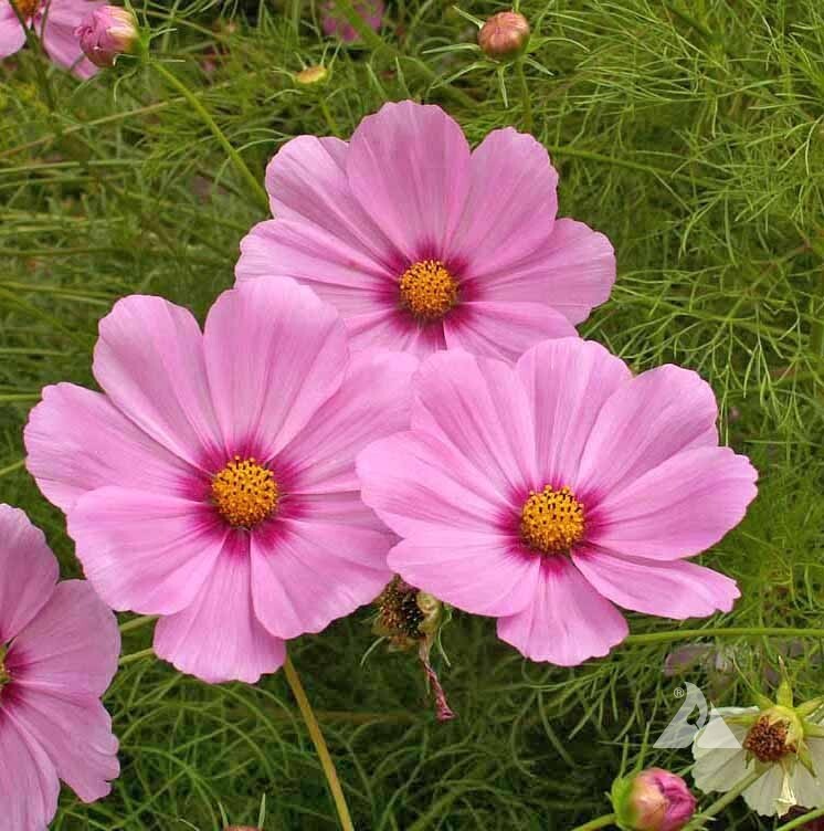 200+ Gloria Cosmos Seeds for Garden Planting – USA – FREE SHIPPING!
