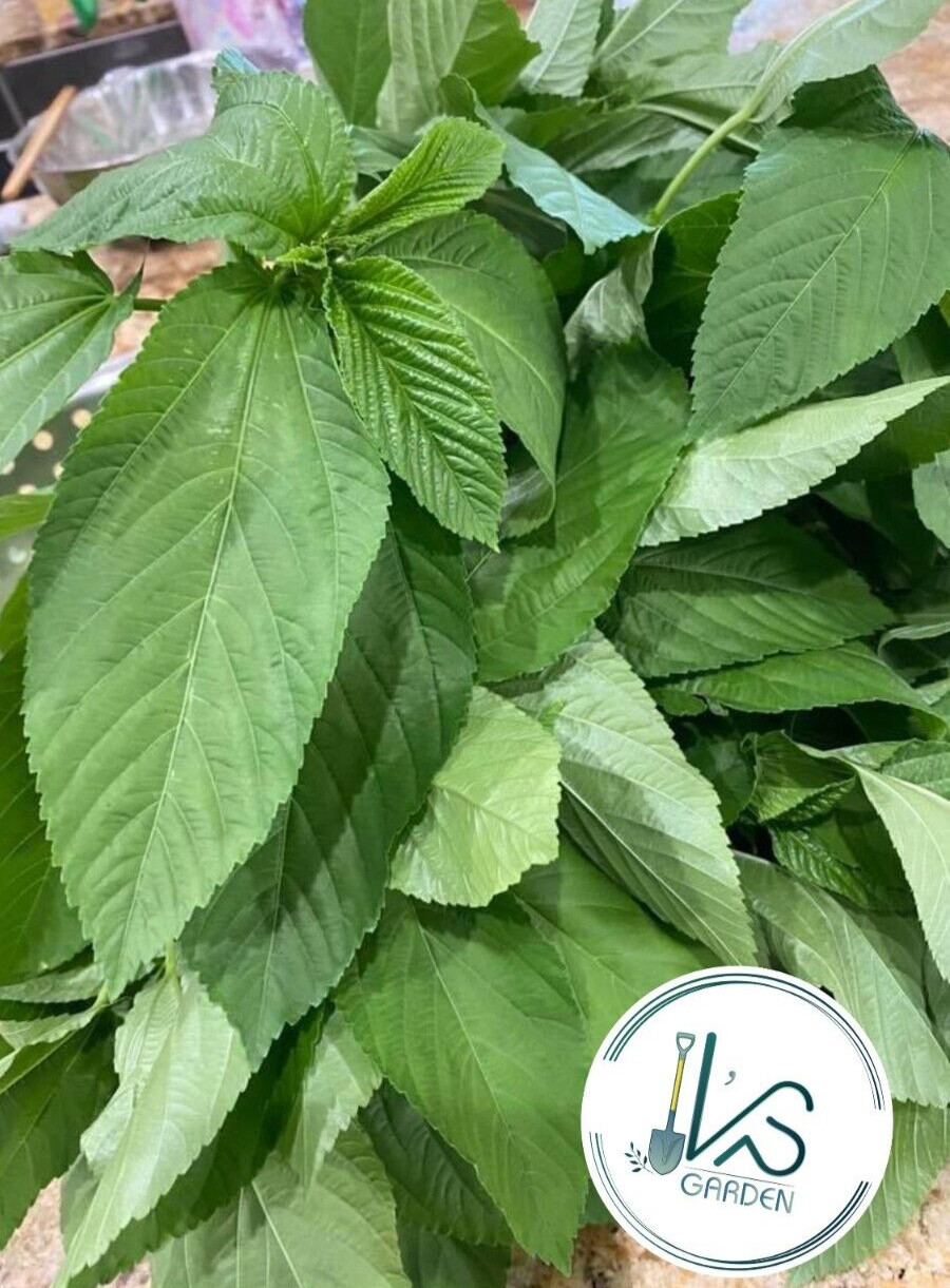 GREEN JUTE, EGYPTIAN SPINACH, SALUYOT SEEDS, ĐAY XANH | HIGH GERMINATION |