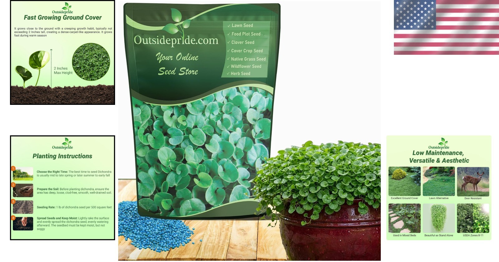 Dense Green Dichondra Repens Seeds – 1 lb Ideal Ground Cover