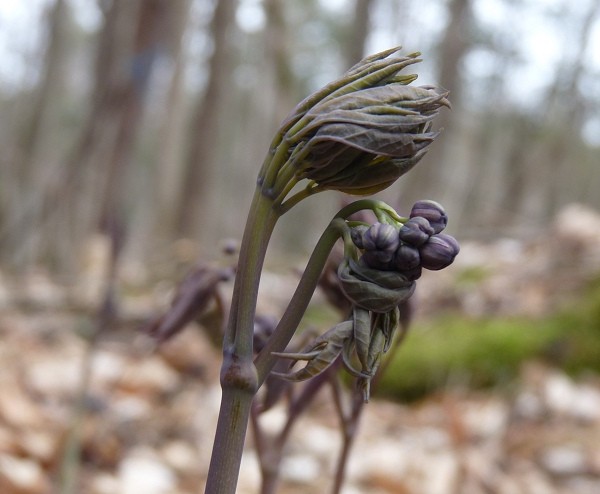 1 Blue Cohosh Bare Root Plant: Woodland Garden Perennial – Winter Hardy