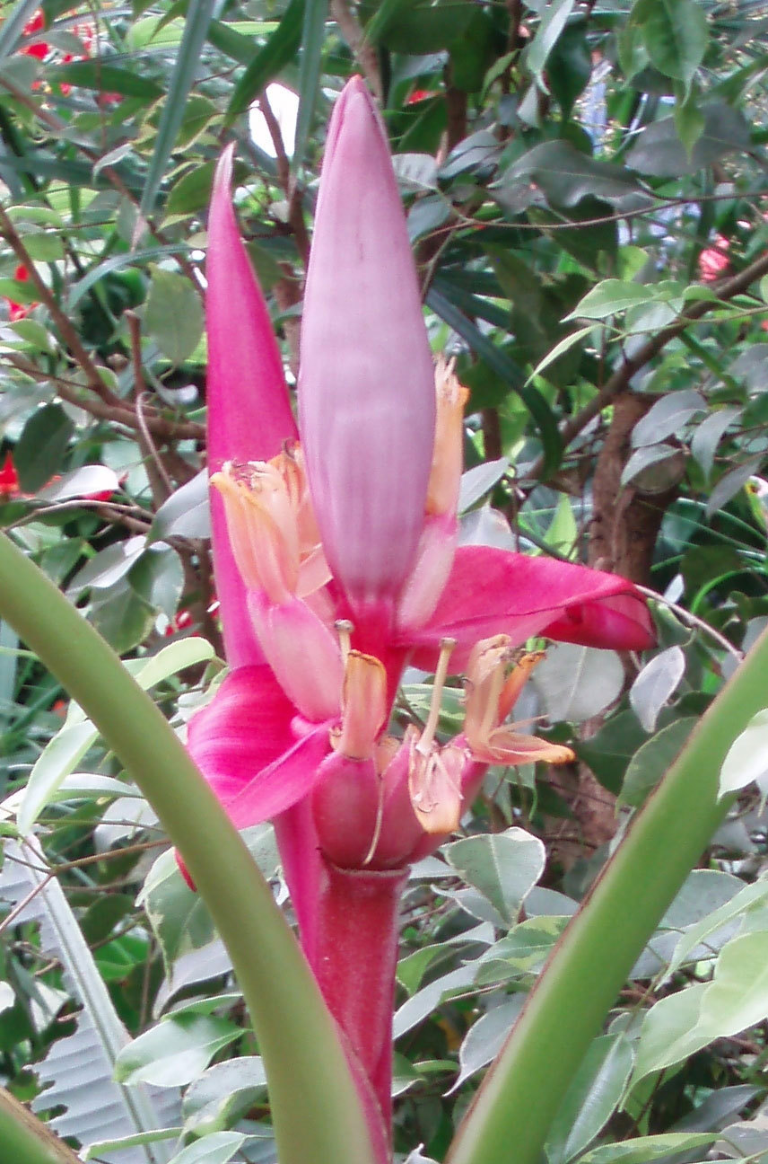 Musa velutina | Hairy Pink Banana | 10_Seeds