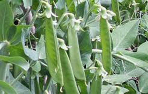 PEA SEED, LINCOLN PEAS, HEIRLOOM, NON GMO, 100+ SEEDS, PERFECT PEAS
