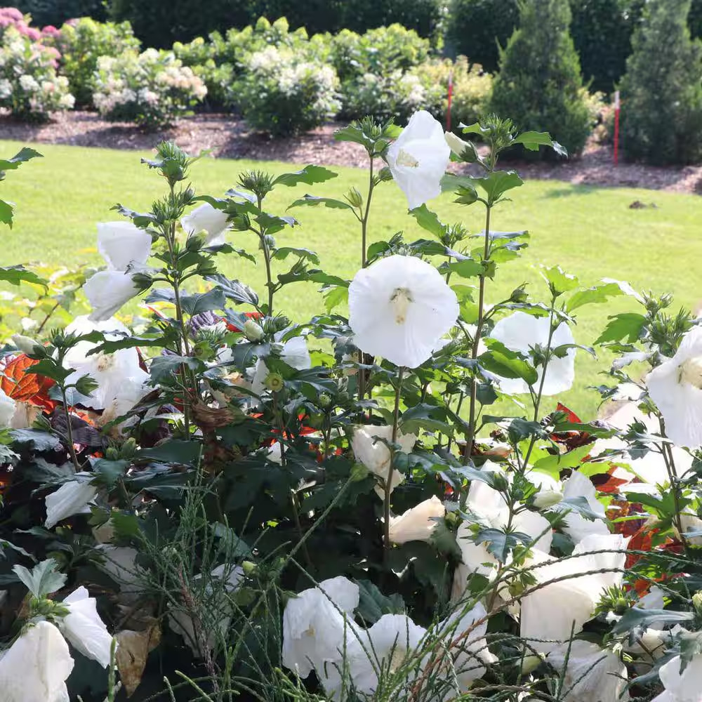 1 Gal. Paraplu Pure White Rose of Sharon (Hibiscus Syriacus) Live Flowering Shru
