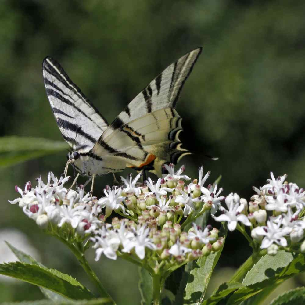 1000 Seeds Swamp Milkweed Seed – Asclepias Incarnata White Flower Seeds