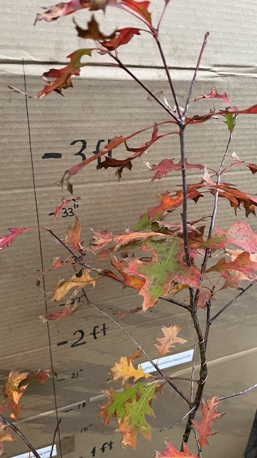 Exact plant #11, Pin Oak Quercus palustris 4-5 year old