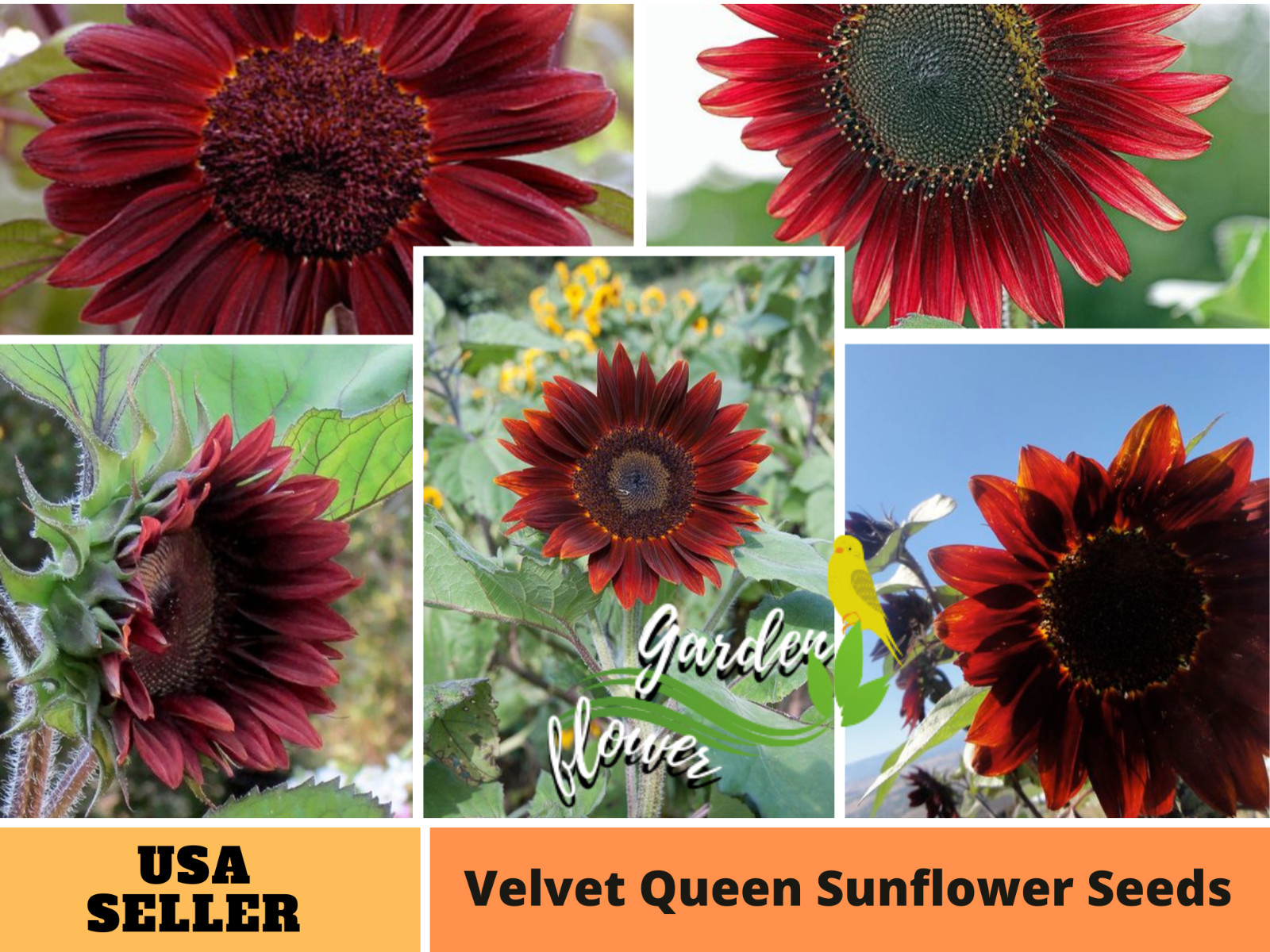 25+ Seeds| Velvet Queen Sunflowers Seeds #E004