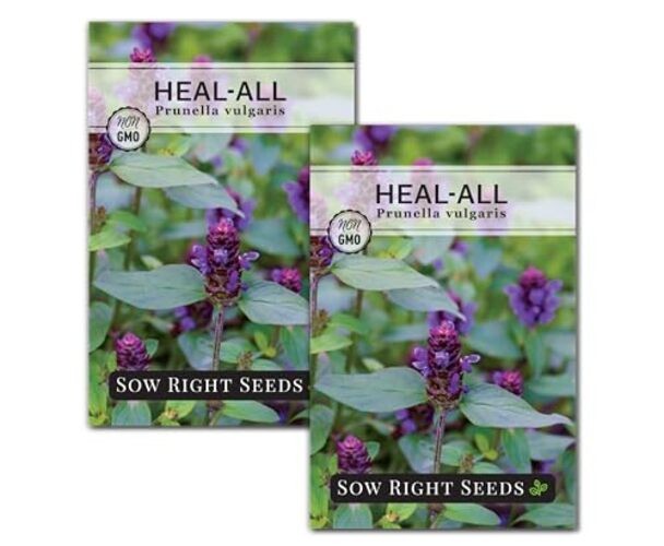 – Heal-All Seeds for Planting – Self Heal Prunella Vulgaris – Non-GMO 2