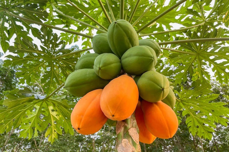 200 Dwarf Solo Waimanalo Papaya Seeds – Carica Papaya – Fast Fruiting Houseplant