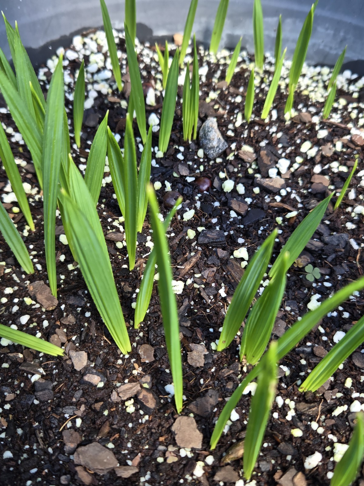 Sabal Palm Tree Fresh Seedling Texas Sabalpalmetto Palm, 10-Pack