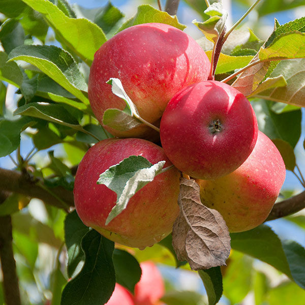 10 Gala Apple Seeds (malus domestica) ~Organic ~Ready to Plant