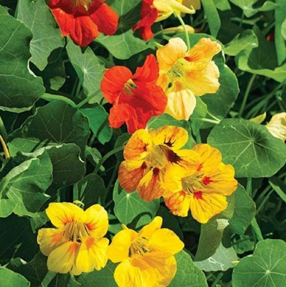 Nasturtium Tall Mix Flower Seeds, “COOL BEANS N SPROUTS” Brand