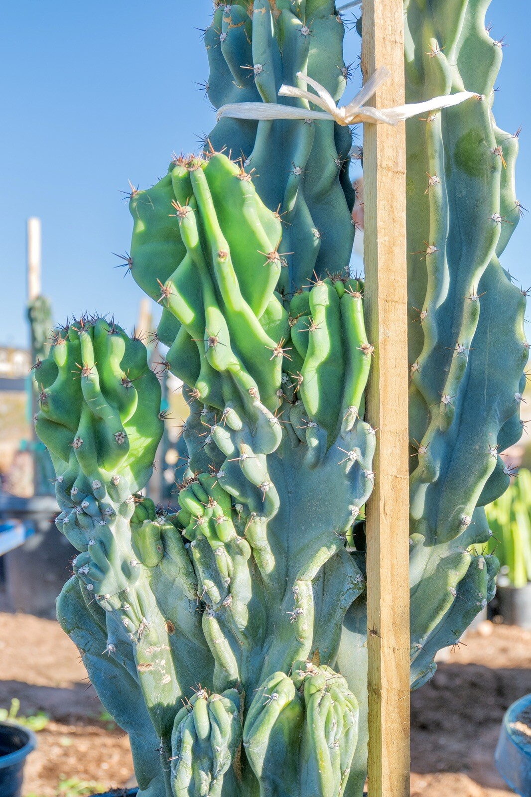 HUGE Cereus repandus f. monstrosa, Monstrose Apple Cactus