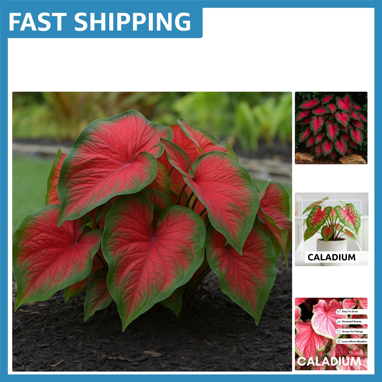 Set of 6 Dragon Heart Heirloom Caladium Bulbs – Stunning Shade Resistant Flowers