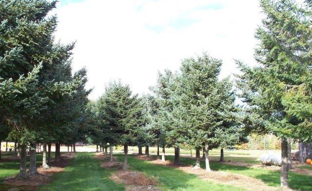 Blue Balsam Fir, Abies balsamea Cooks Blue, Tree Seeds (Fragrant Evergreen)