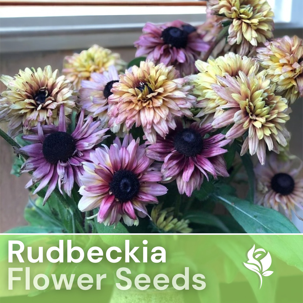 Vintage Mix Rudbeckia Seeds 125+ Seeds Annual Flower Seeds Garden