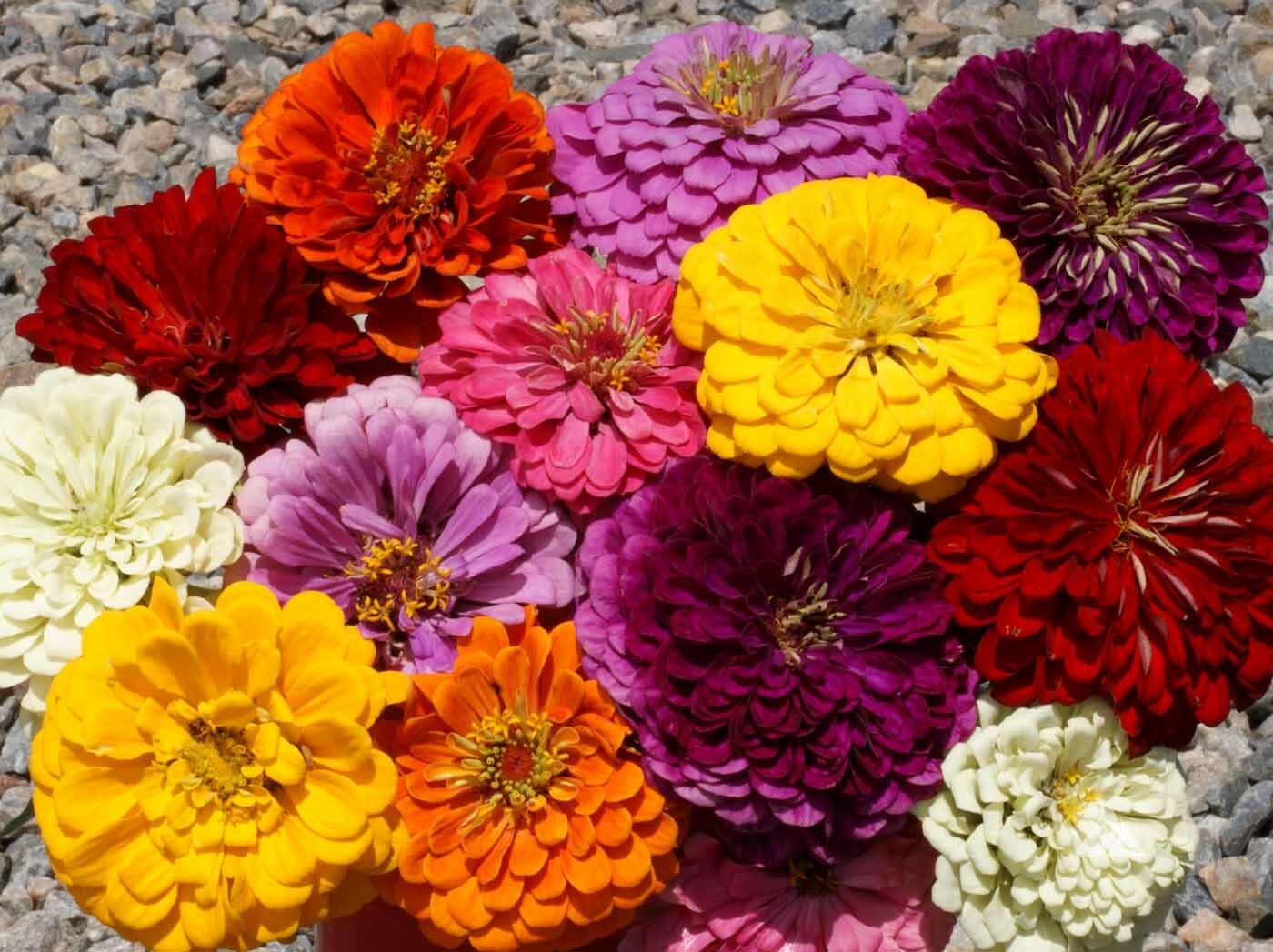 300+GIANT DAHLIA ZINNIA MIX Seeds Cut Flowers Summer Garden Container Fast Easy
