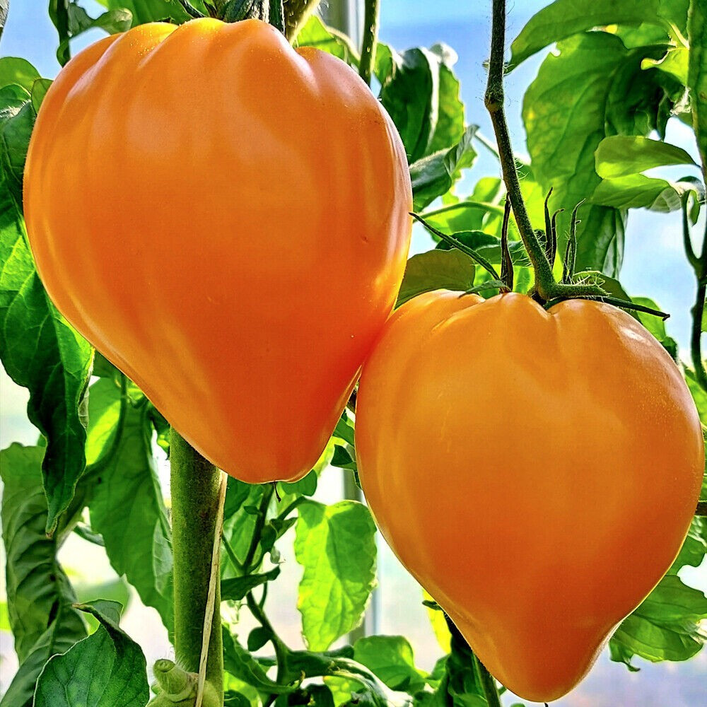 120+ Orange Oxheart Tomato Seeds – Heirloom – Organic – NON GMO – FRESH — RARE