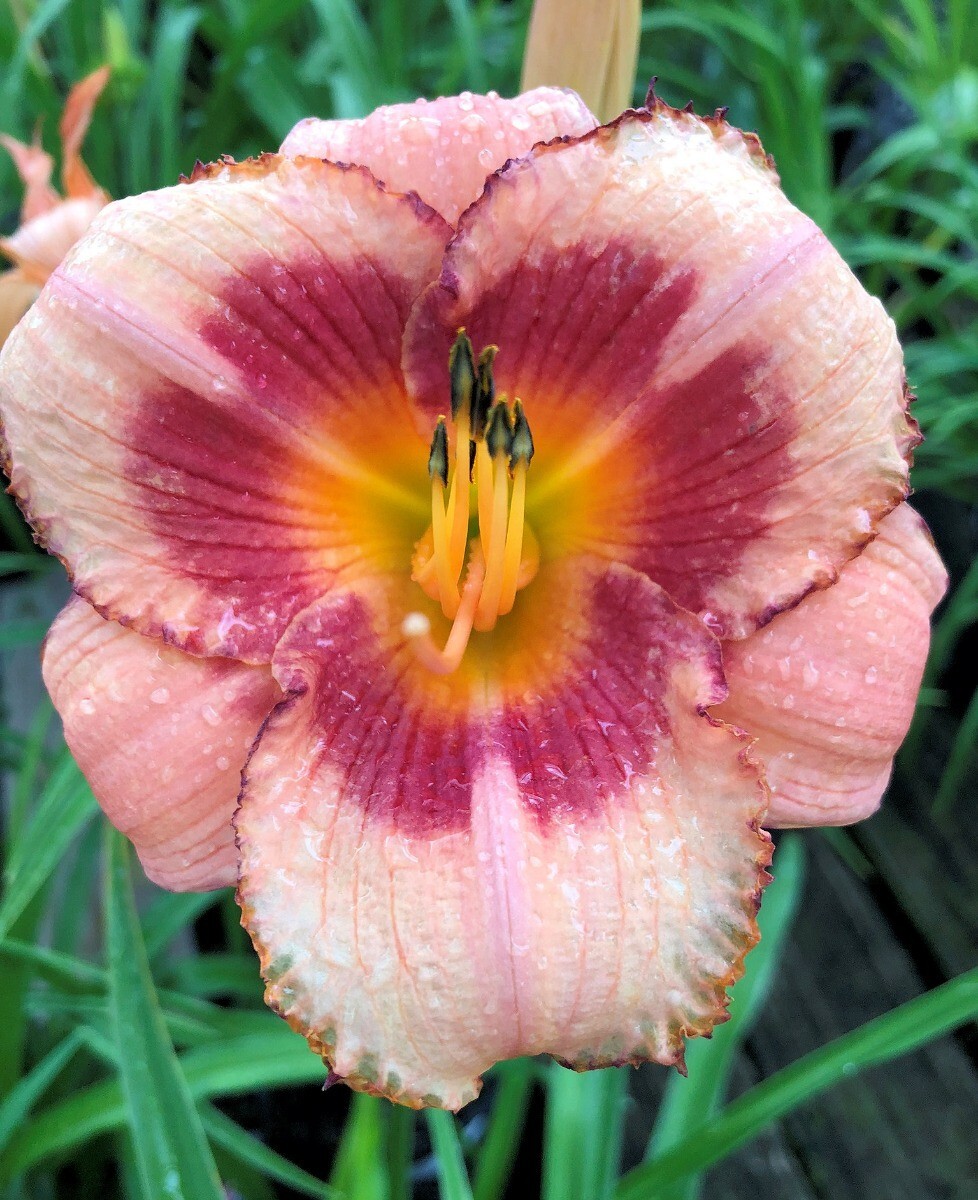 1 – STRAWBERRY CANDY DAYLILY ReBlooming Perennial Flower Bulb BareRoot Plants