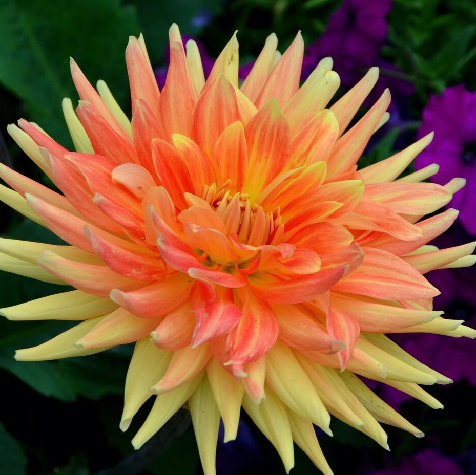 500 CACTUS DOUBLE DAHLIA Seeds (Dahlia variablis) Perennial Orange Garden Flower