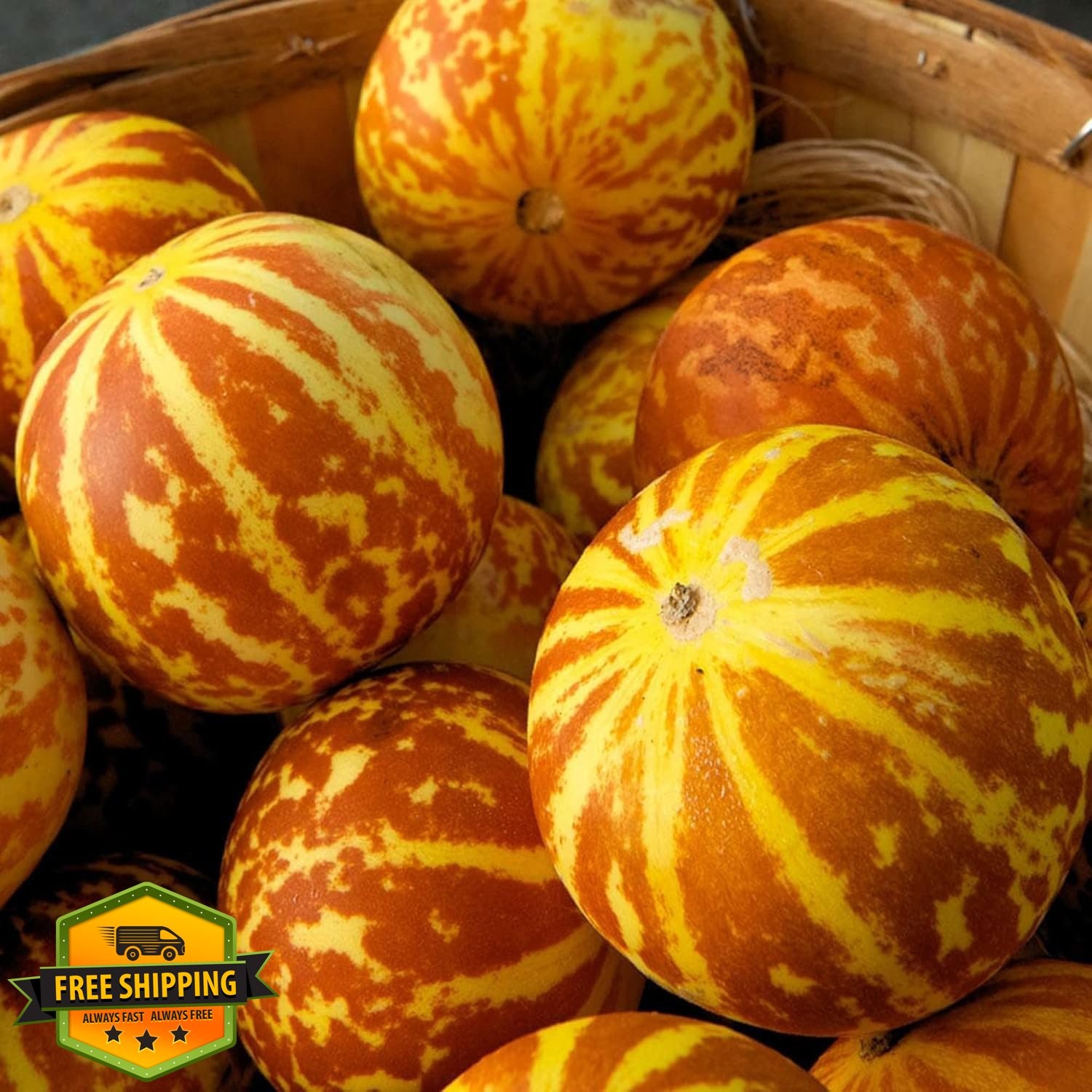 Tigger Melon Seeds 30pcs Heirloom Striped Sweet White Flesh Garden