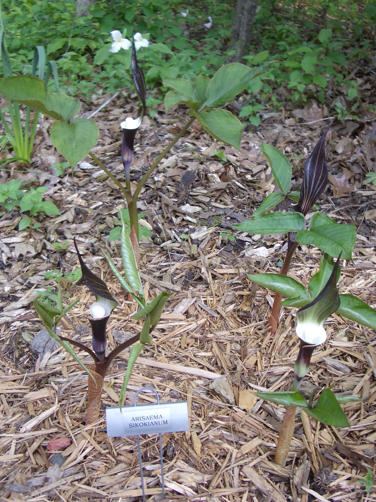 Japanese Jack In The Pulpit – Arisaema Sikokianum SEED POD. Super RARE.