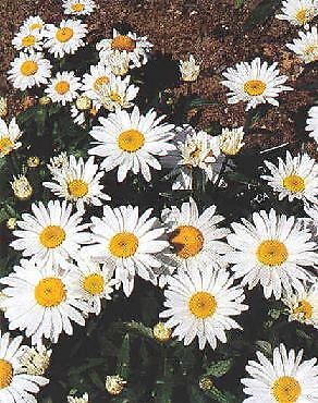 Leucanthemum superbum Alaska 2,000 seeds
