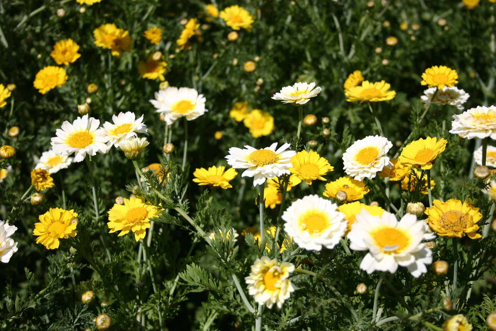 Garland Mix Daisy Flower Seeds | Yellow Chrysanthemum Edible Flower Seed 2024