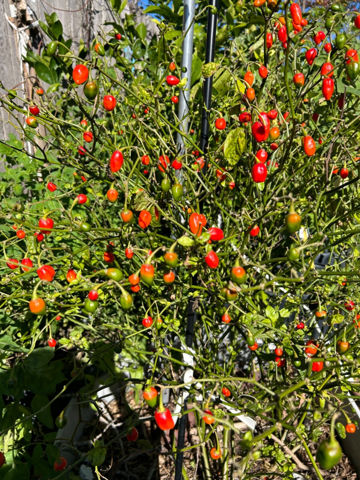 40 Hybrid Trinidad Scorpion and Peppadew Pepper Seeds Super Hot Sweet Prolific