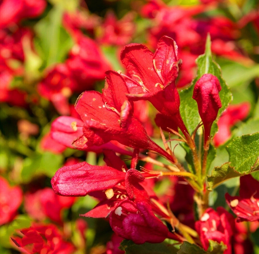 300 Red Weigela Seeds, Reblooming Shrub Rare Variety Old Fashioned Weigela Fresh