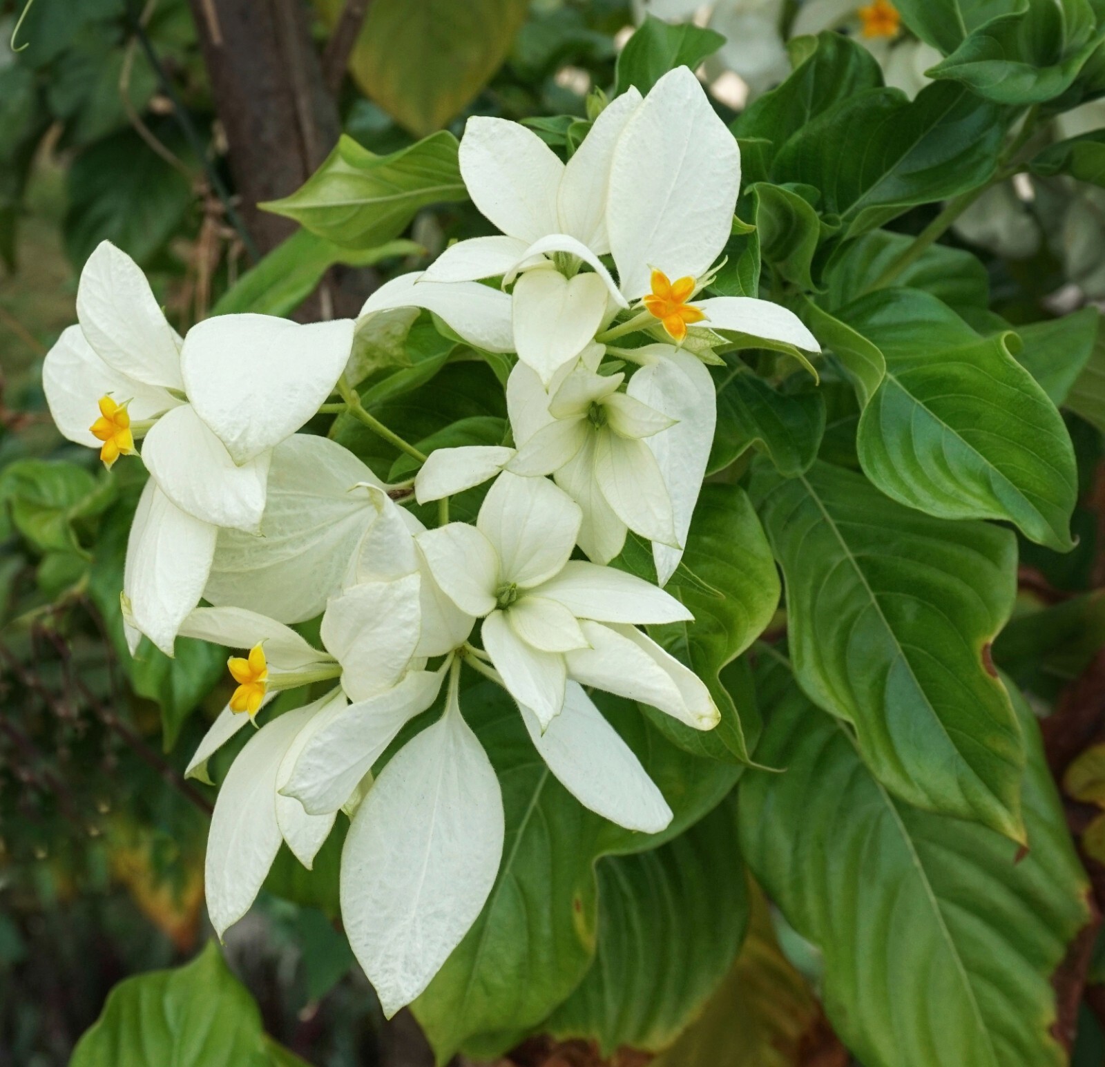 20 Tropical Seeds- East Himalayan Mussaenda