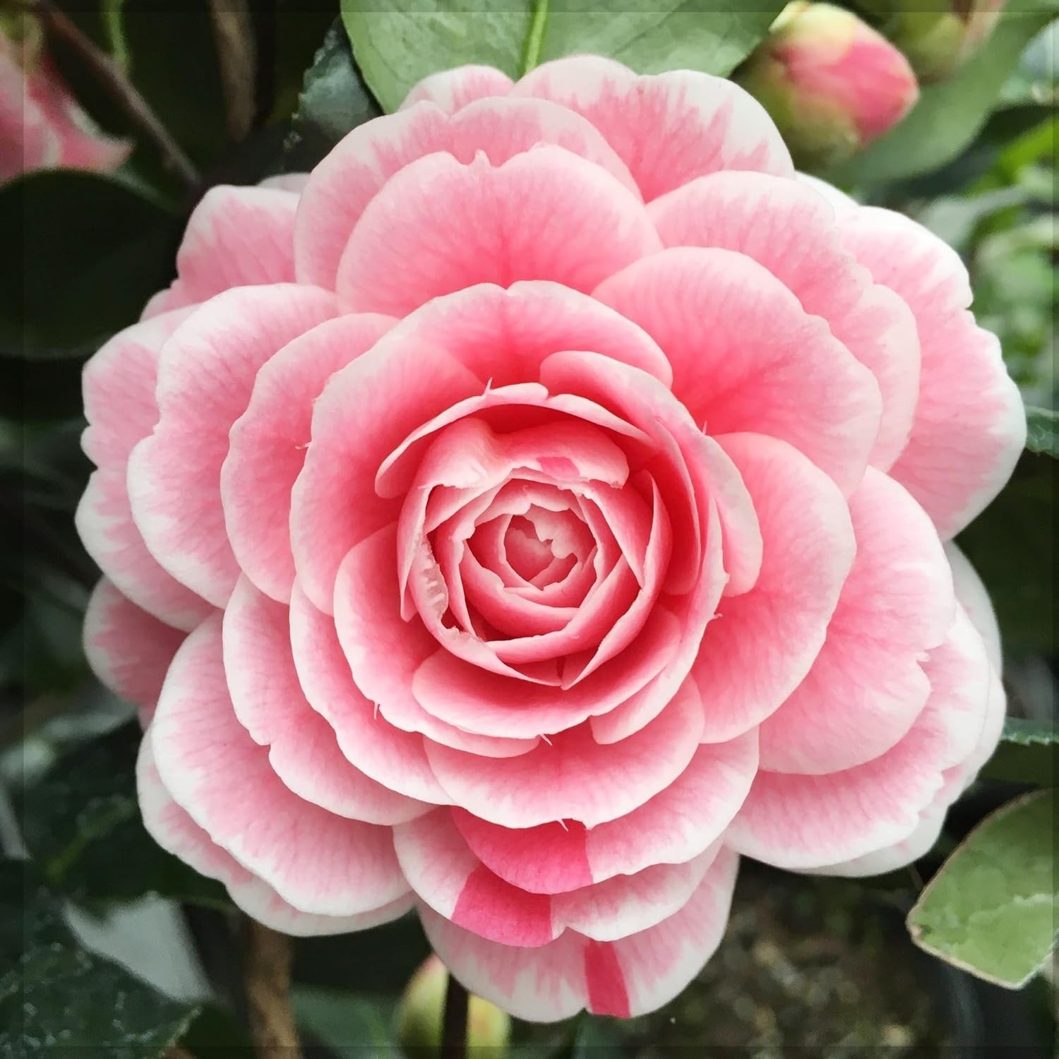 Fragrant 20+ Camellia Flower Seeds – High Germination for Stunning Summer Blooms