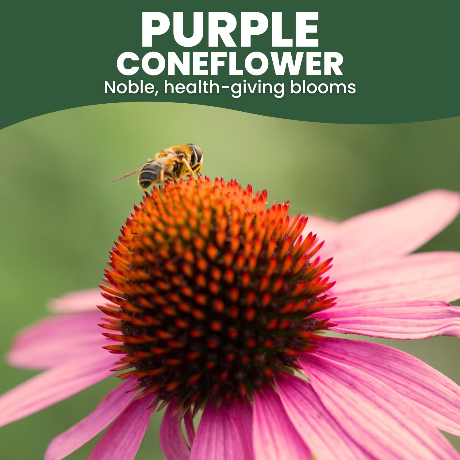 Buy 7,000 Purple Coneflower Seeds for Planting – 1 Ounce Pouch 2026 Season
