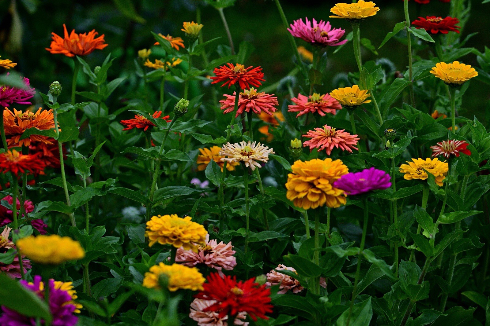 Zinnia, Mixed Heirloom 10Seeds, Flower Seeds, Colorful Flower, Butterfly 10seeds