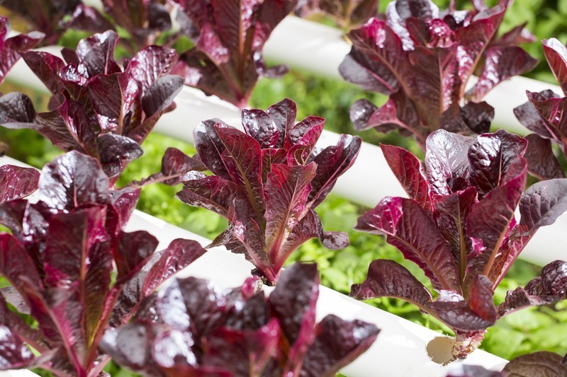 Red Romaine Lettuce seeds
