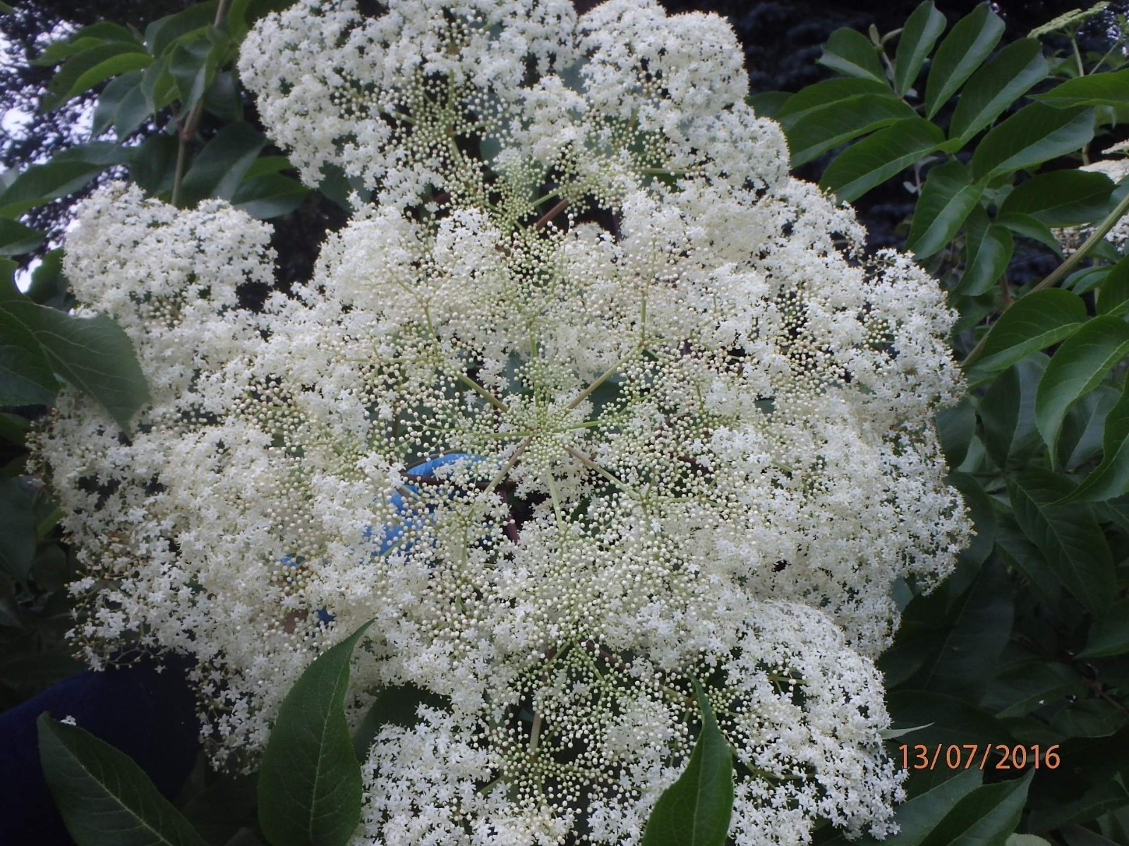 One live rooted plant of Elderberry, Sambucus nigra, shipped bare root.
