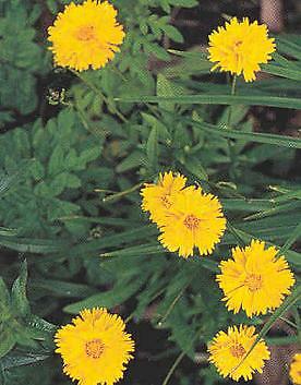 Coreopsis grandiflora Sunray 2,000 seeds