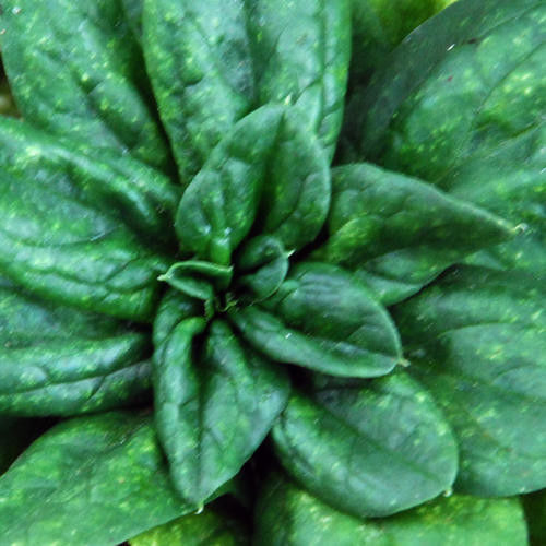 Spinach Giant Noble Great Heirloom Vegetable By Seed Kingdom 1/4 Lb Seeds