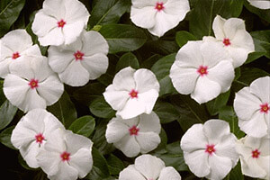 Vinca Pacifica XP Polka Dot 500 seeds