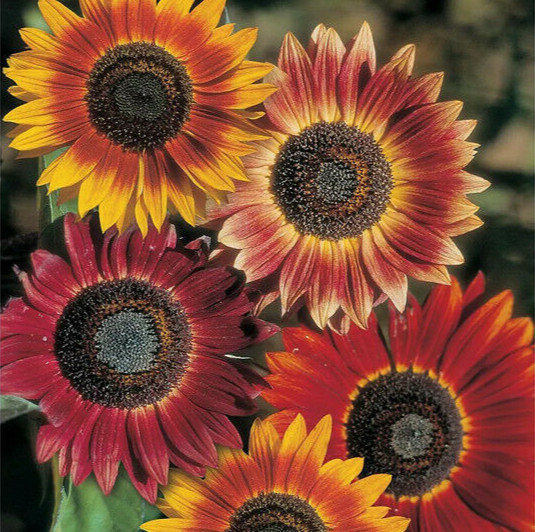 Evening Sun Sunflower Seeds | Bicolor Multicolor Flowers Sun Flower Seed 2025
