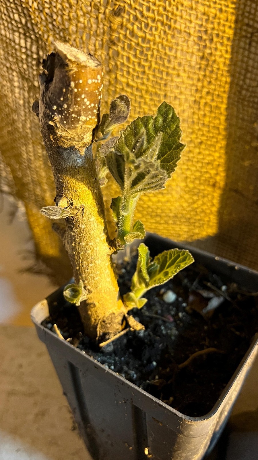 Potted 2-3 y.o. Stubby ROOT of Royal Paulownia Tomentosa plant, Fastest growing