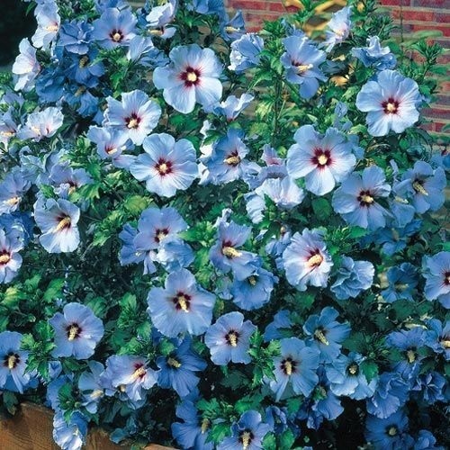 15+ BLUE ROSE OF SHARON FLOWER SEEDS / HIBISCUS / PERENNIAL