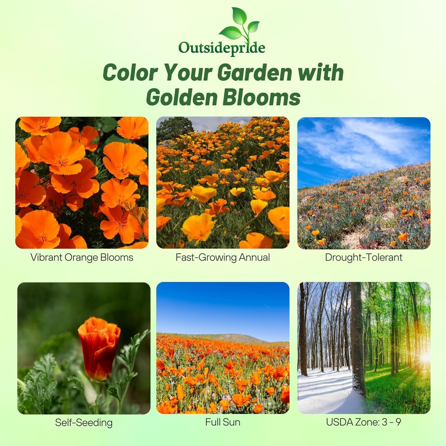 5000 Seeds Orange California Poppy Seeds For Planting | Eschscholzia Wild