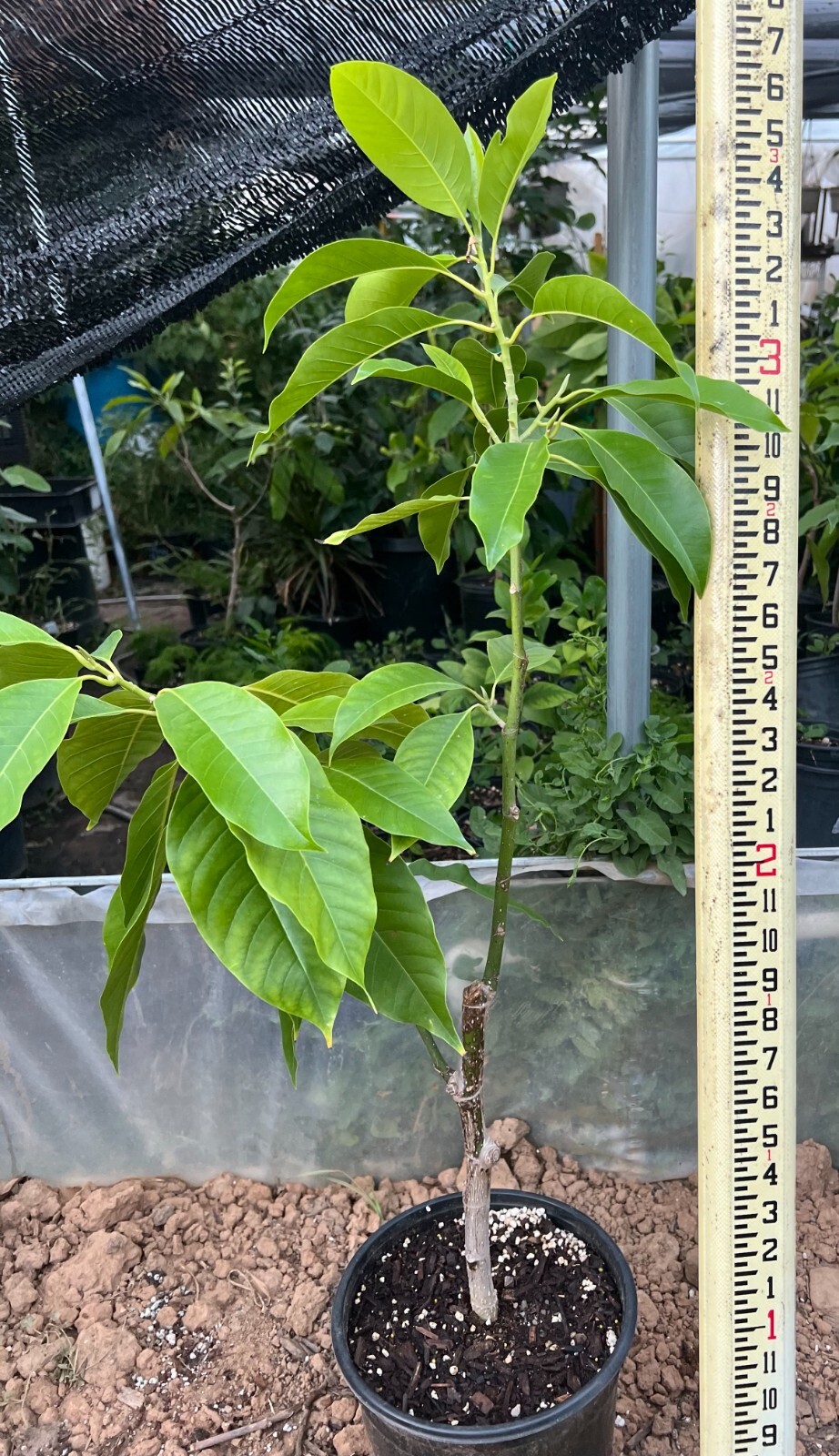 Michelia Alba/Magnolia Champaca Live Plant (White Flowers) model E OVER 3 ft