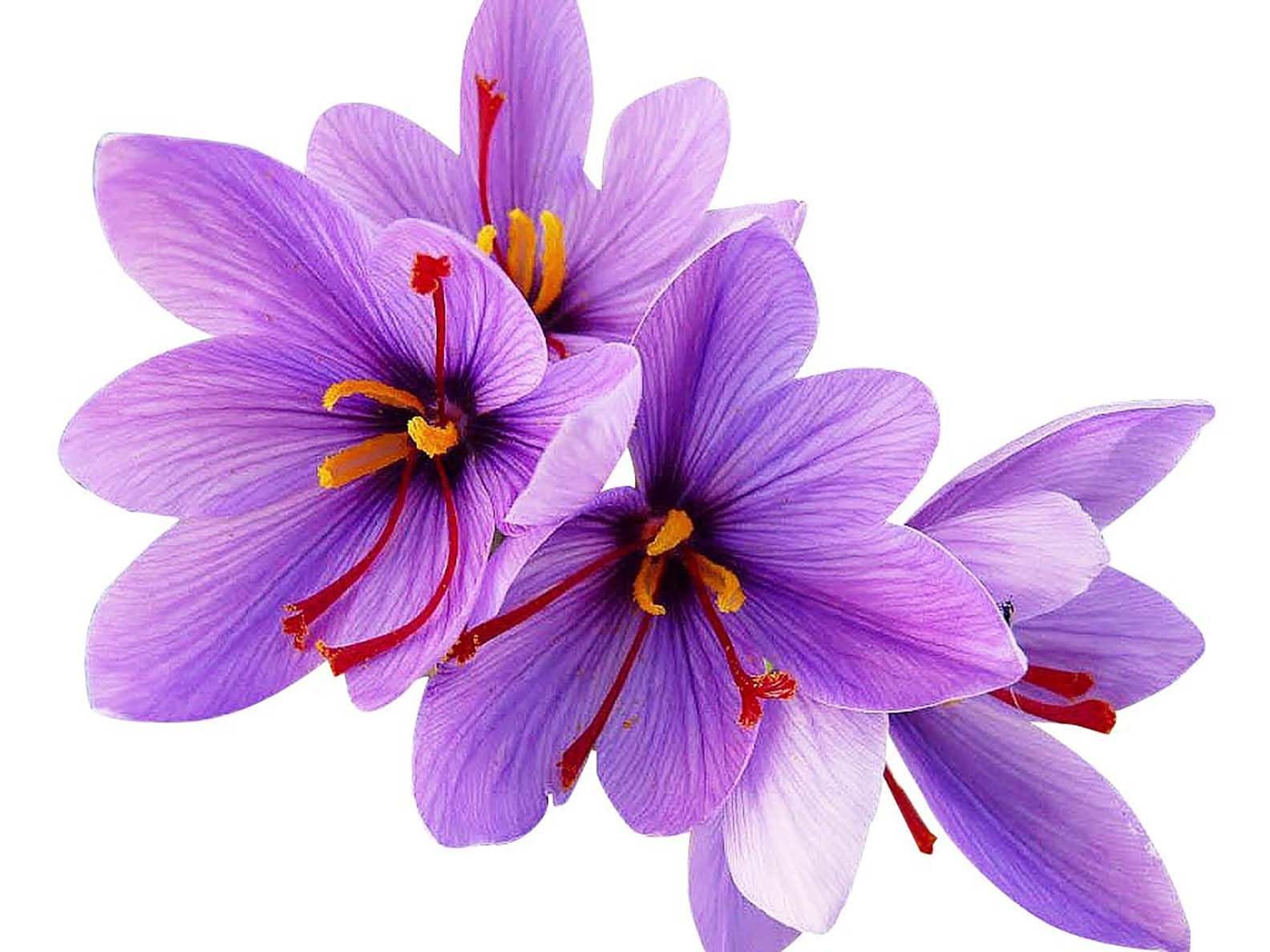 Saffron Crocus Corms 10 Large Bulbs for Outdoor Planting and Spice Production