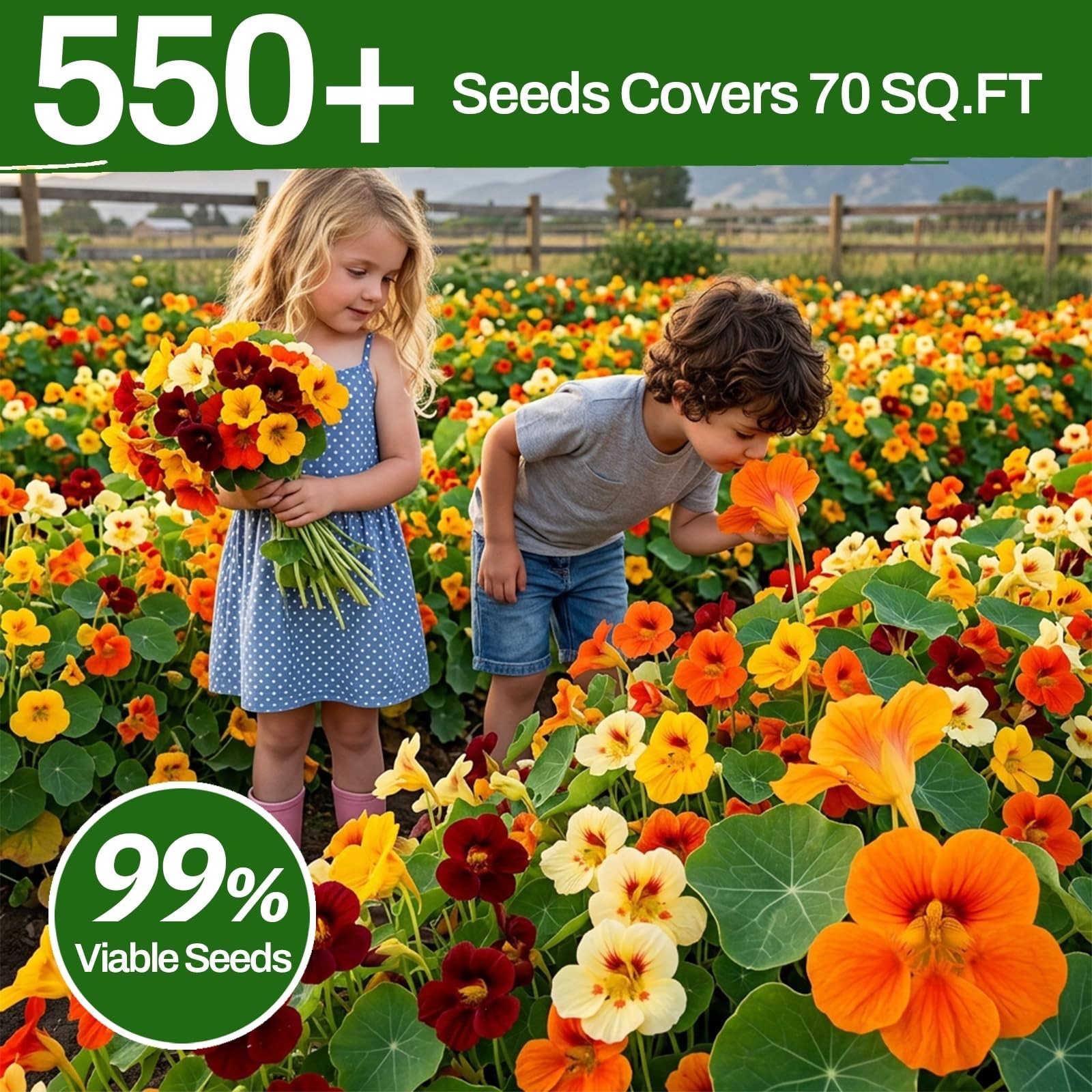 Mixed Color Nasturtium Seeds – 550+ Large Bloom Non-GMO Bulk Pack for Indoor/Out