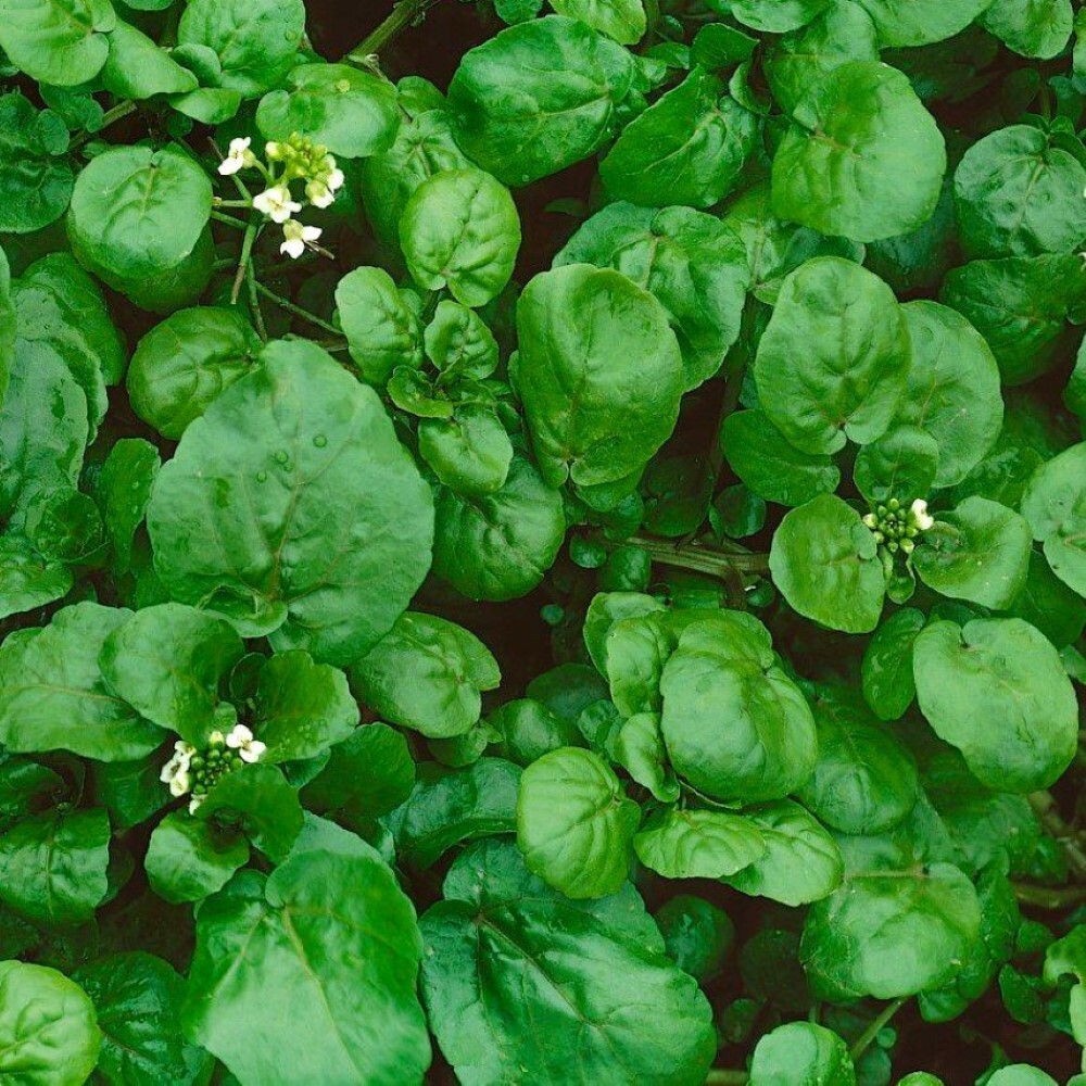 Watercress Cress Seeds | NON-GMO | Heirloom | Fresh Garden Seeds