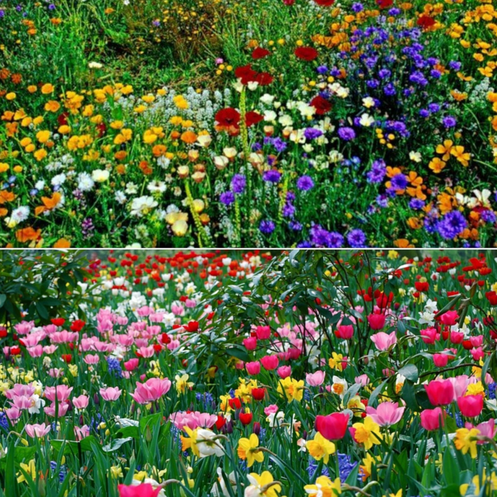 Seasonal Enchantment Garden – 200pcs Mixed Perennial Flower Seeds Collection