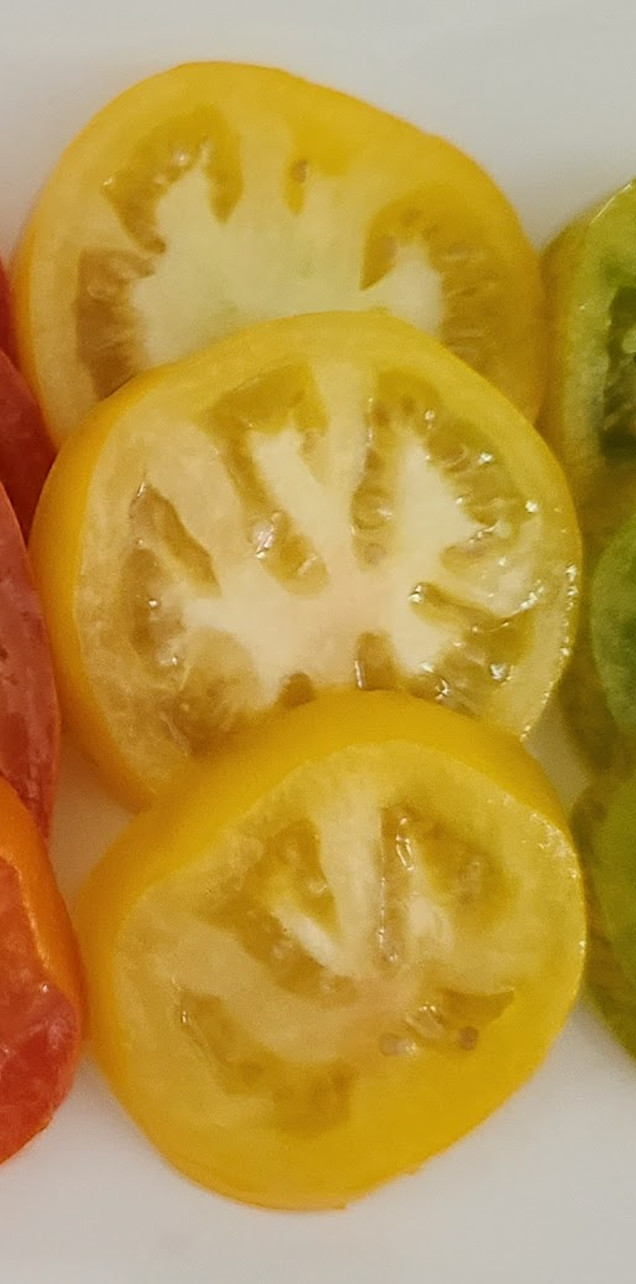 Organic *DJENA LEE’S GOLDEN GIRL* Semi-Determinate Heirloom Tomato Seeds