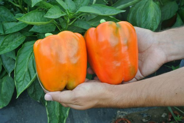 ORANGE SUNSET SWEET BELL PEPPER SEED NON-GMO super color super flavor DELICIOUS